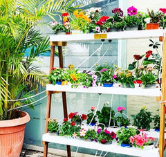 DIY Urban Automated Cultivation Facility GOLDA© – Compact Growing System