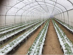 Туннельная Теплица – Инновационная Защита Урожая