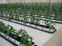 Contenitore idroelettrico per verdure ed erbe aromatiche: sistema di coltivazione idroponica efficiente