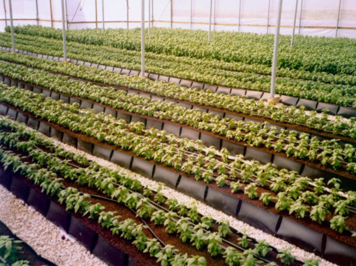 Contenitore idroelettrico per verdure ed erbe aromatiche: sistema di coltivazione idroponica efficiente